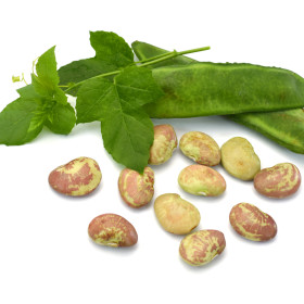 Fasola krzaczasta