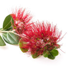 Inne drzewa liściaste i krzewy