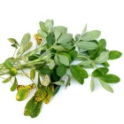 Inne egzotyczne rośliny użytkowe