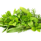 Inne rośliny lecznicze