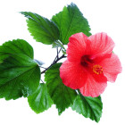 Hibiskus