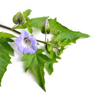 Inne egzotyczne ozdobne