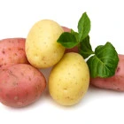 Ziemniaki sadzeniaki