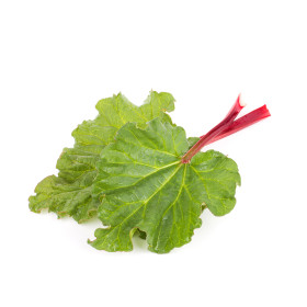 Rabarbar