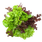 Zielone warzywa liściaste