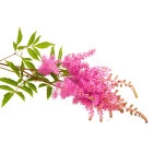 Cechrava - byliny wieloletnie