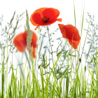 Mieszanki jednoroczne