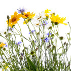 Wieloletnie mieszanki