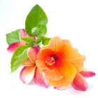 Egzotyczne rośliny ozdobne