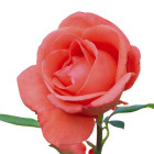 Sadzonki roślin ozdobnych