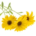 Paprskovka - dwuletki