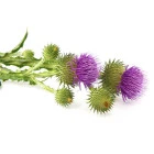 Inne rośliny dwuletnie