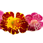 Kejklířka - rośliny jednoroczne