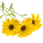 Paprskovka - rośliny jednoroczne