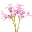 Nerine