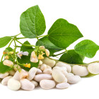 Rośliny strączkowe