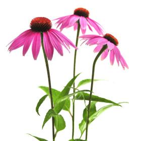 Jeżówka / Rudbekia