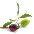 Drzewo oliwne - nasiona
