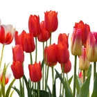 Cebulki i sadzonki roślin ozdobnych