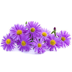 Aster/Astra