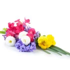 Rośliny ozdobne na zewnątrz