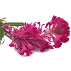 Rośliny jednoroczne