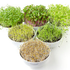 Nasiona do kiełkowania