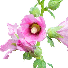Malwa