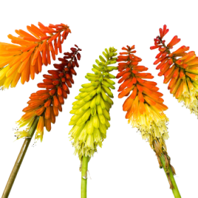 Trytoma (Kniphofia)