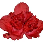 Begonie - rośliny jednoroczne