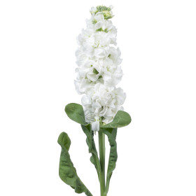 Fiala letnia