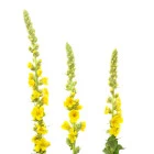 Divizna - roślina dwuletnia