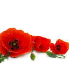 Mák - dwuletnie rośliny