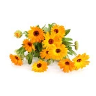 Nagietek - rośliny jednoroczne