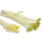 Katráń - byliny wieloletnie