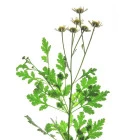 Řimbaba - byliny wieloletnie