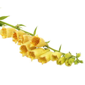 Naparstnica