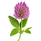 Jetel - rośliny jednoroczne