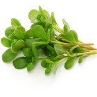 Portulaka/szpinak warzywny