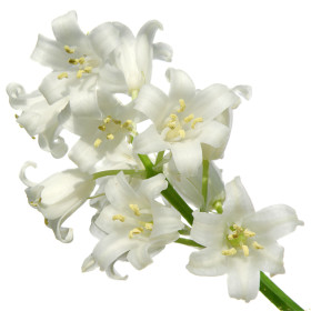 Hiacyntowiec