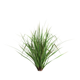 Trawa cytrynowa