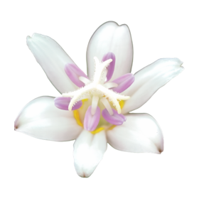 Liliowka