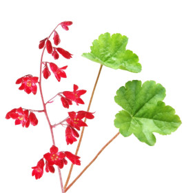 Dłużicha