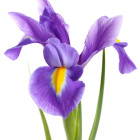 Kosaciec - bulwiasty