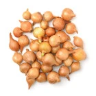 Cebula dymka wiosenna