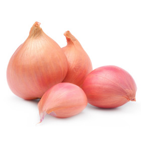Cebula dymka ozima