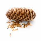 Stratyfikacja nasion