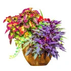 BIO rośliny ozdobne