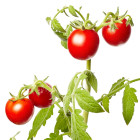 Pomidory odpowiednie do szklarni