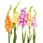 Gladiolus